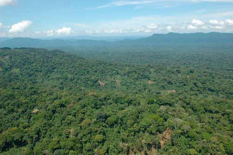 440 hectares – Reserva Mata Atlântica – Compensação – São Paulo